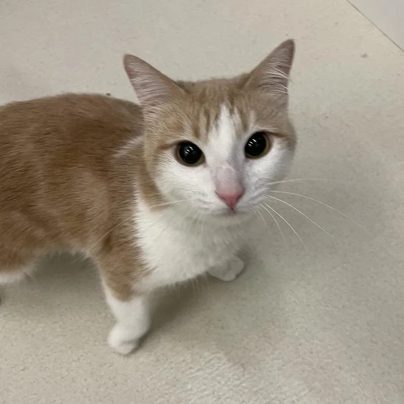 Princess thumbnail 3