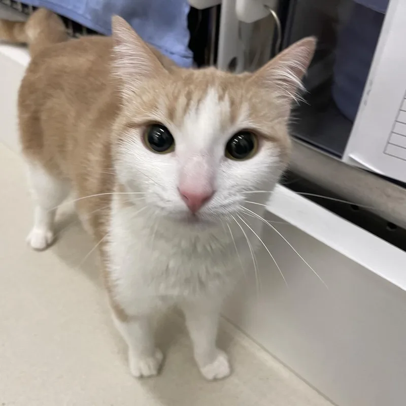 Princess thumbnail 4