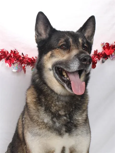 Tyson Aka Max
