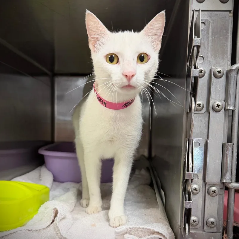 A young medium-sized female Domestic Short Hair cat named Kirby for adoption in Ardmore, OK