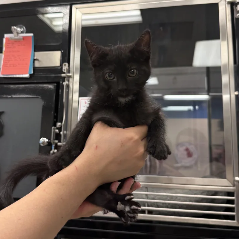 A baby small-sized female Domestic Short Hair cat named Yin for adoption in Kearney, NE