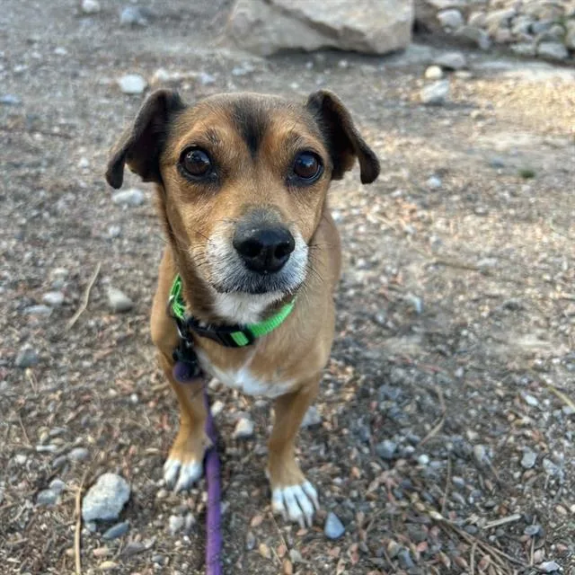 A senior small-sized male Chihuahua dog named Stanley for adoption in Las Vegas, NV