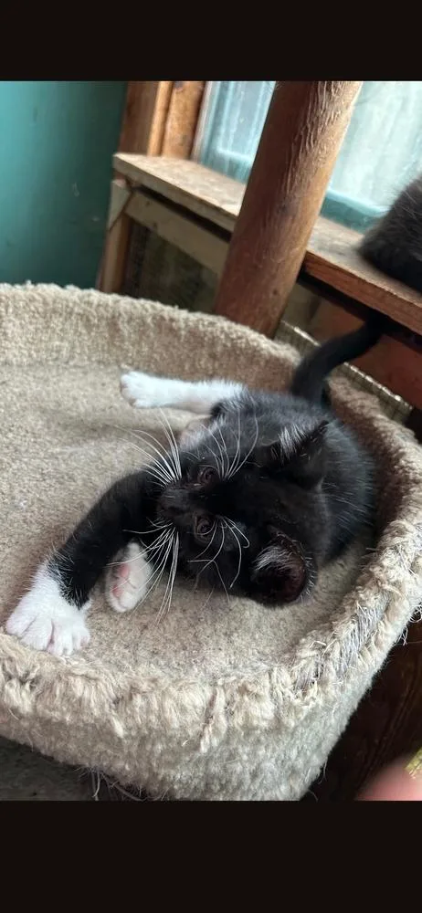 A baby small-sized female Black & White / Tuxedo Domestic Short Hair cat named Tasha for adoption in Metamora, IL