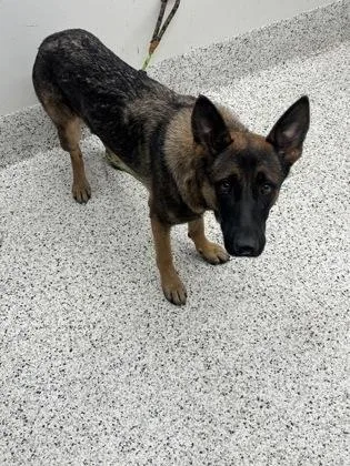 An adult medium-sized female German Shepherd Dog dog named Daisy Doe for adoption in Atlanta, GA