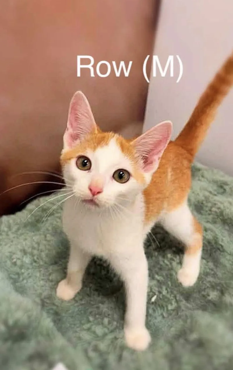 A baby medium-sized male Orange & White Domestic Short Hair cat named Row for adoption in Woodlawn, TN