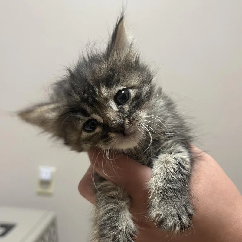 A baby small-sized female Black Domestic Short Hair cat named Betty Boop for adoption in Fort Collins, CO