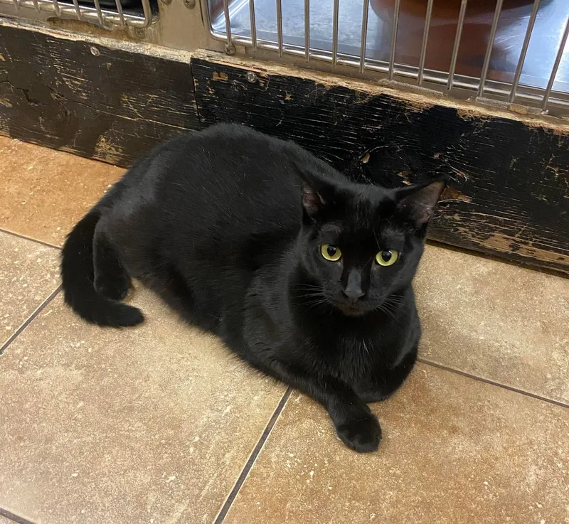 A young large-sized male Black Bombay cat named Inky for adoption in HEMET, CA