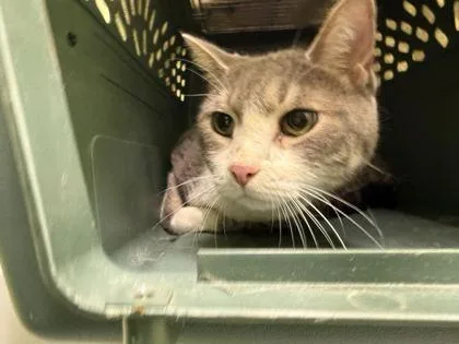 An adult medium-sized female Domestic Short Hair cat named Pat for adoption in Daytona Beach, FL