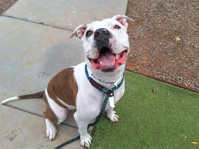 A young large-sized female Pit Bull Terrier dog named Hope for adoption in Mesa, AZ