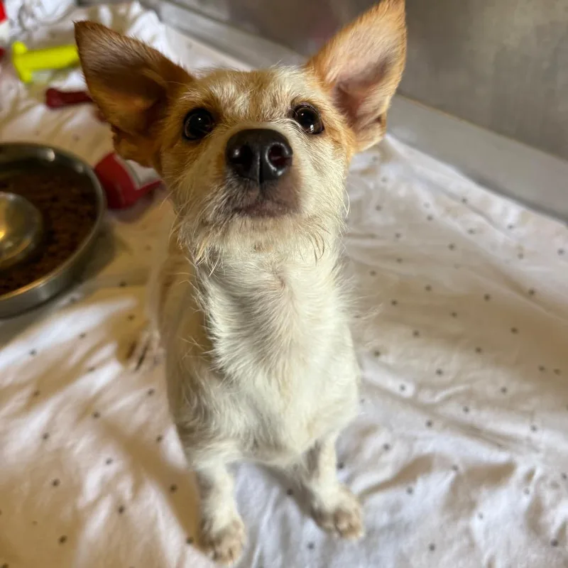 A baby small-sized female White / Cream Terrier dog named Mary for adoption in Newark, DE