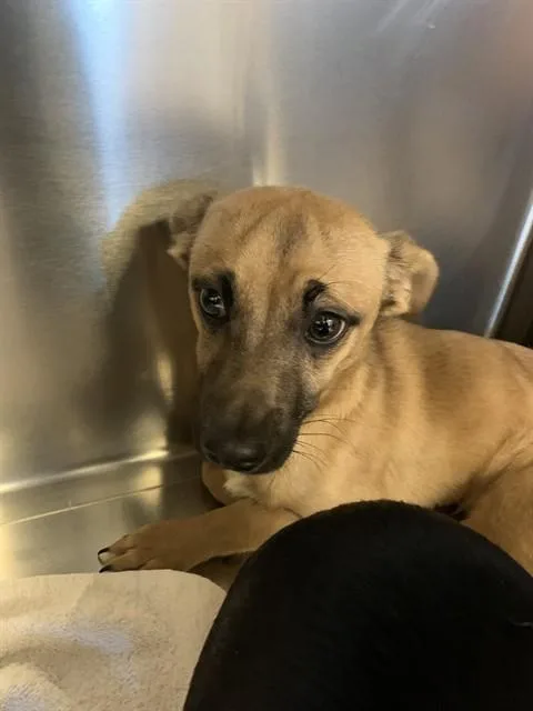 A young small-sized male Chihuahua dog named Garlic for adoption in San Jose, CA