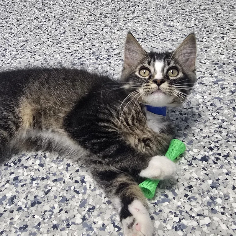 A baby medium-sized male Tabby (Brown / Chocolate) Domestic Long Hair cat named Grover for adoption in Farmington, MO
