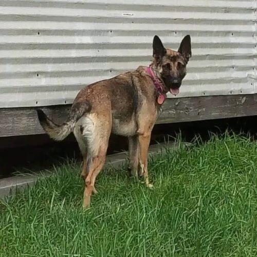 A baby medium-sized female Bicolor German Shepherd Dog dog named Zara for adoption in Christiansburg, VA