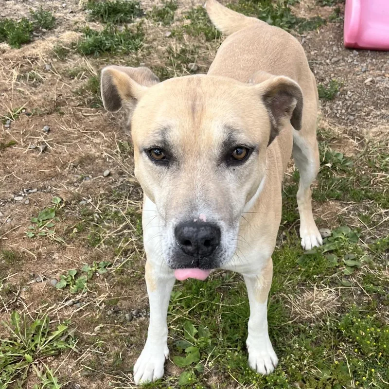 An adult medium-sized female Yellow / Tan / Blond / Fawn Mixed Breed dog named Rosa for adoption in Spokane, WA