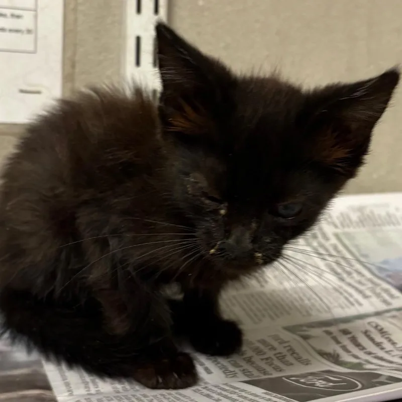 A baby small-sized female Black Domestic Short Hair cat named Gwendolyn for adoption in Yuma, AZ