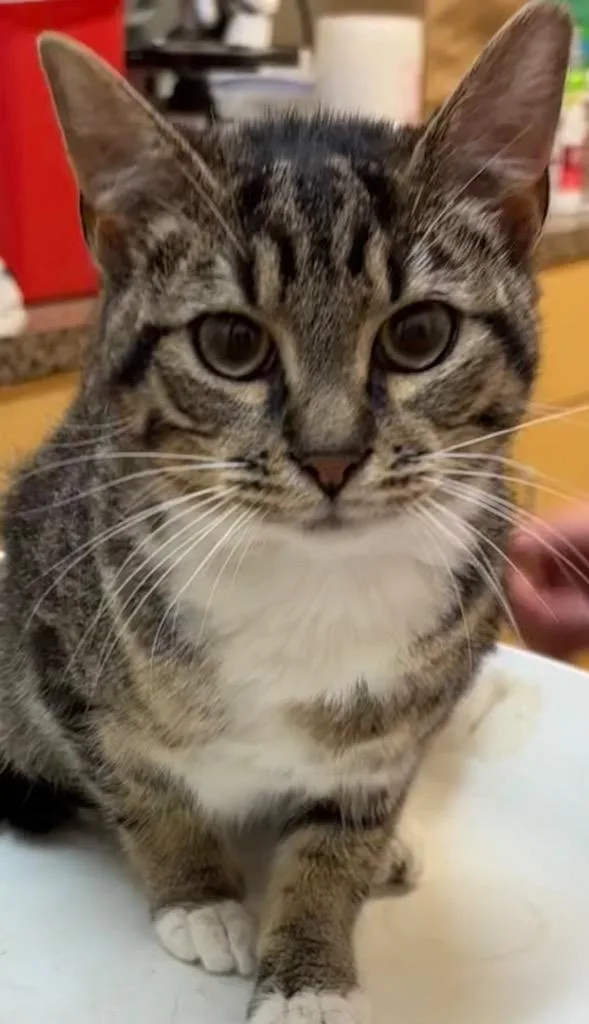 A young small-sized female Domestic Short Hair cat named Peaches for adoption in Elizabethton, TN