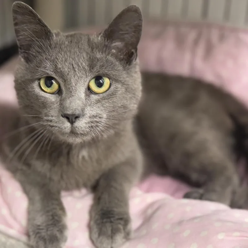 A young medium-sized male Gray / Blue / Silver Domestic Short Hair cat named Grayson for adoption in Baltimore, MD