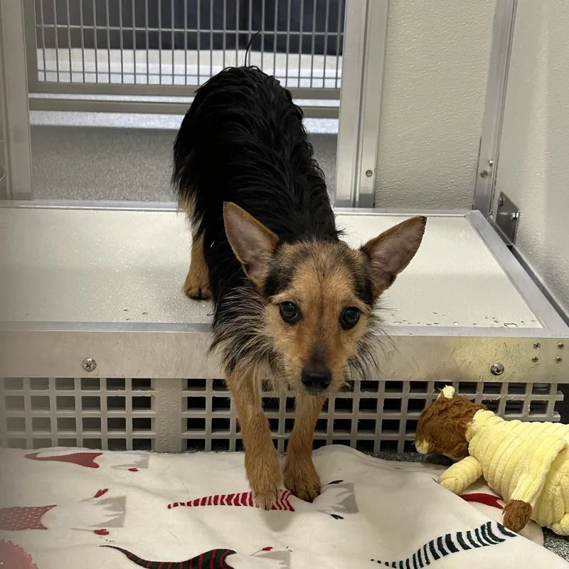 An adult small-sized female Brown / Chocolate Mixed Breed dog named Moana for adoption in Hinsdale, IL