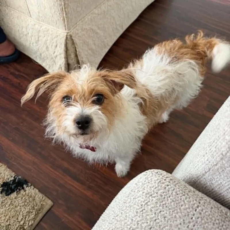 Daisy Is  Pounds thumbnail 4