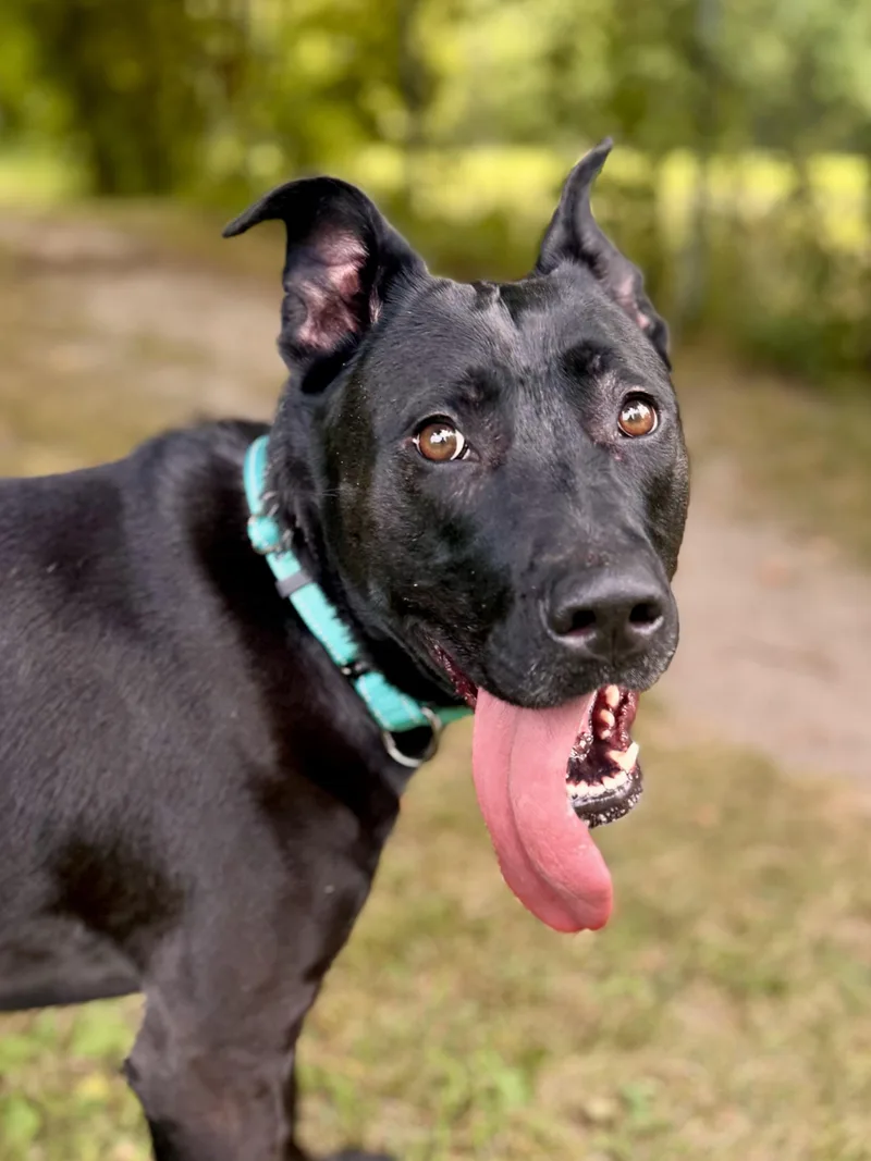 A young large-sized female Black Mixed Breed dog named Gracie for adoption in Midland, MI