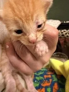 A young small-sized female Tabby (Orange / Red) Domestic Short Hair cat named Ducky for adoption in Tyler, TX