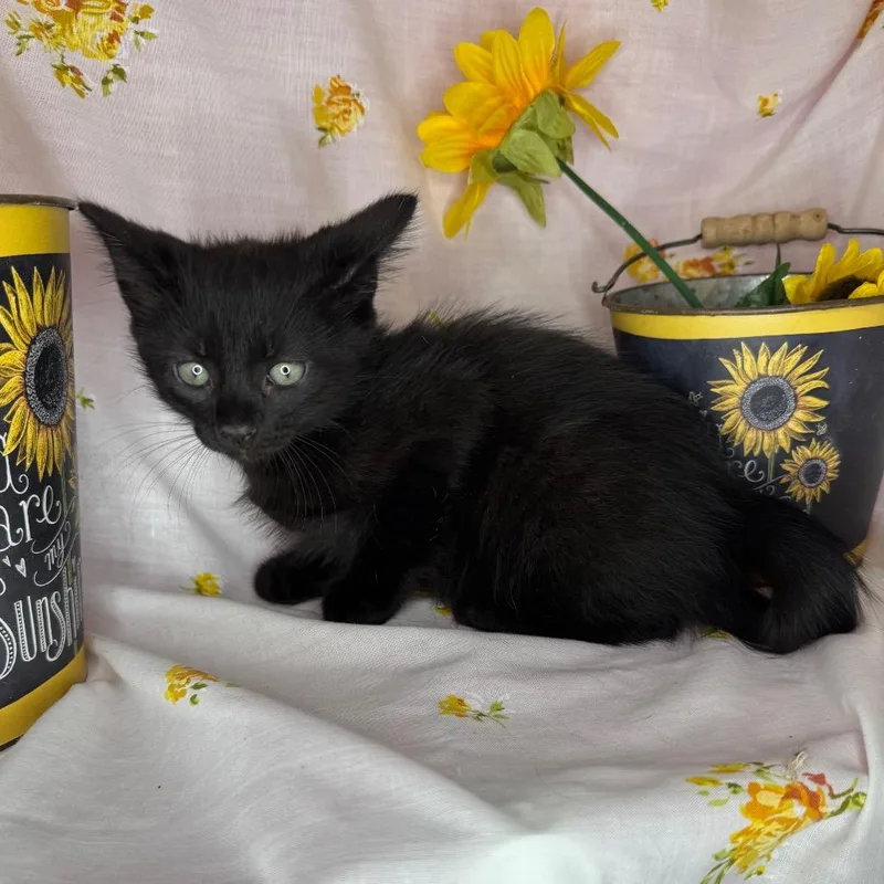 A baby small-sized male Black Maine Coon cat named Thin Mint for adoption in Mount Vernon, IL