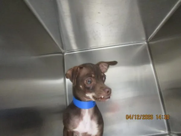 A young small-sized male Chihuahua dog named Teddy for adoption in Marietta, GA