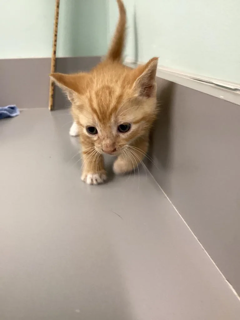 A baby small-sized male Domestic Short Hair cat named Finn for adoption in Athens, TN