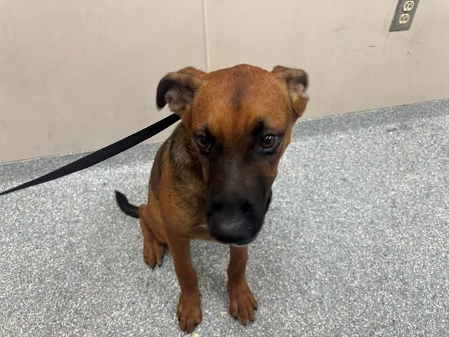 A young medium-sized male Pit Bull Terrier dog named Arthur for adoption in Garland, TX