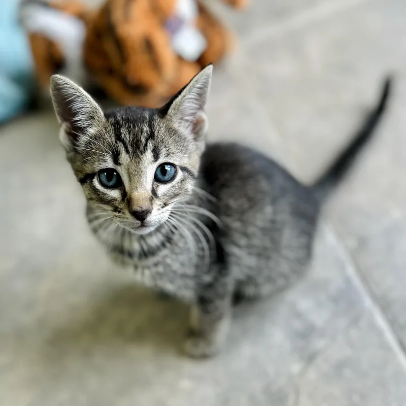 A baby small-sized male Tabby (Brown / Chocolate) American Shorthair cat named Ciel for adoption in Seguin, TX