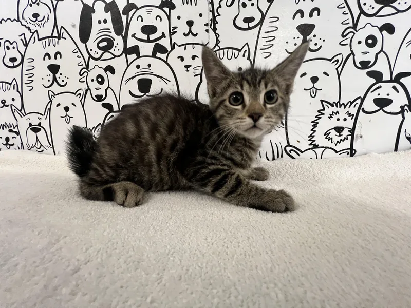 A baby small-sized male Domestic Short Hair cat named Tiger Woods for adoption in San Pedro, CA