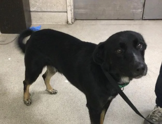 An adult medium-sized male German Shepherd Dog dog named Micro for adoption in Riverside, CA