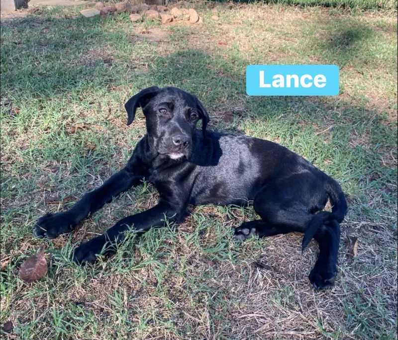 A baby medium-sized male Labrador Retriever dog named Lance for adoption in Alexander, AR