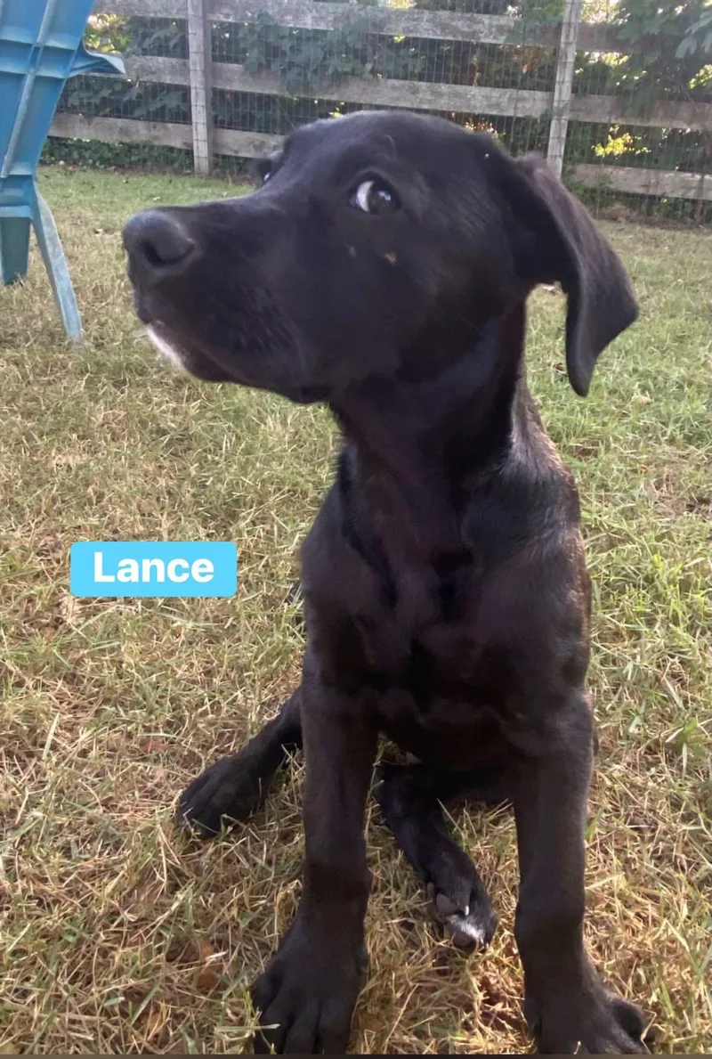 Lance thumbnail 2