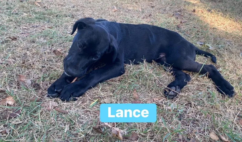Lance thumbnail 4