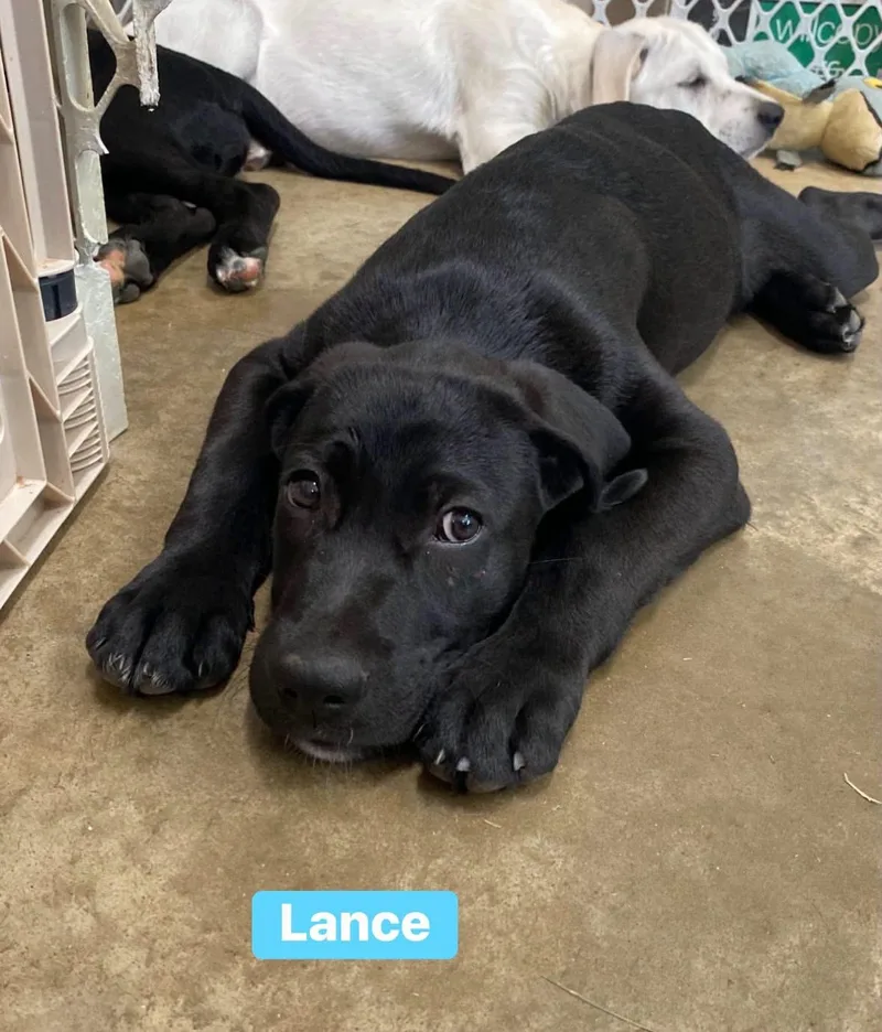 Lance thumbnail 5