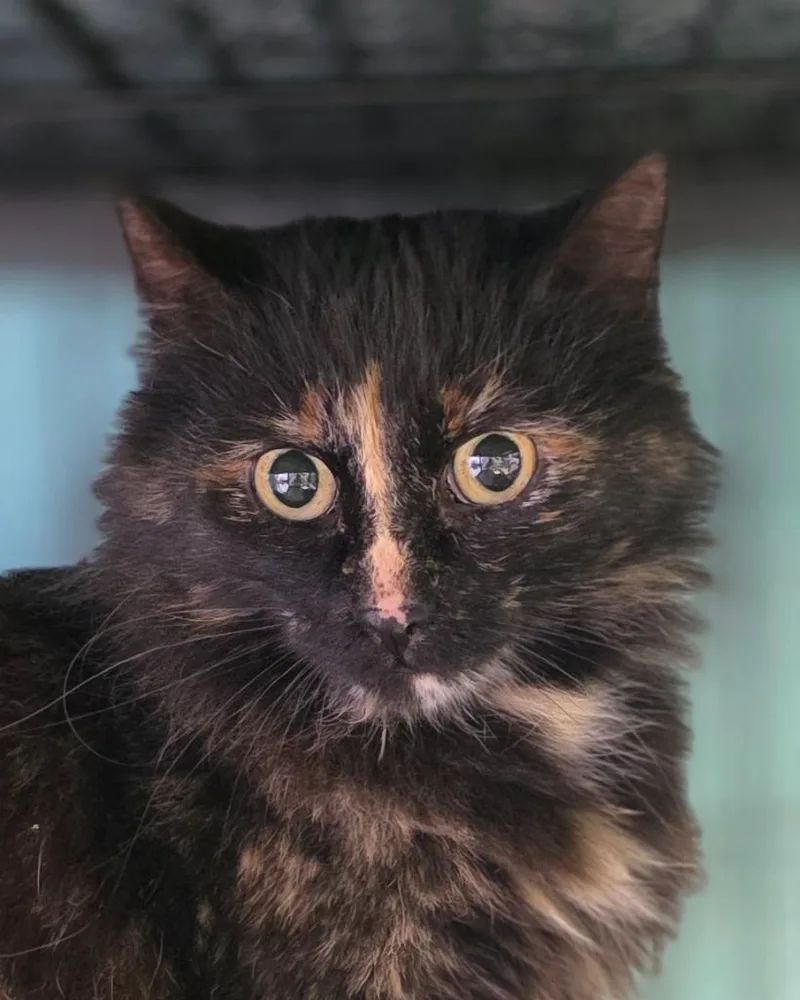 A senior medium-sized female Domestic Short Hair cat named Momma for adoption in Saginaw, MI