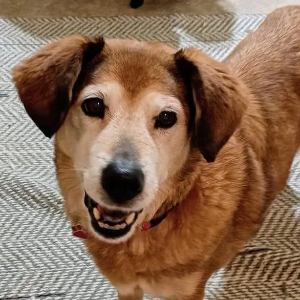 A senior medium-sized female Golden Retriever dog named Chelsea for adoption in Grafton, OH