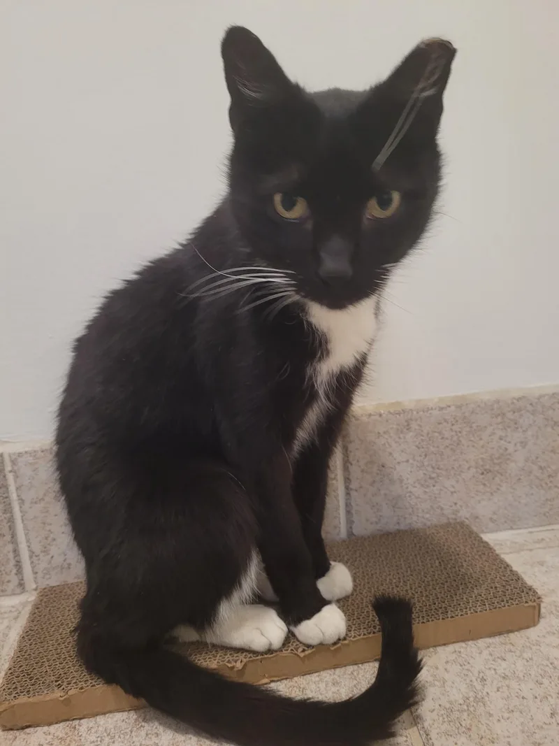 An adult medium-sized male Black & White / Tuxedo Domestic Short Hair cat named Sammy for adoption in Chicago, IL