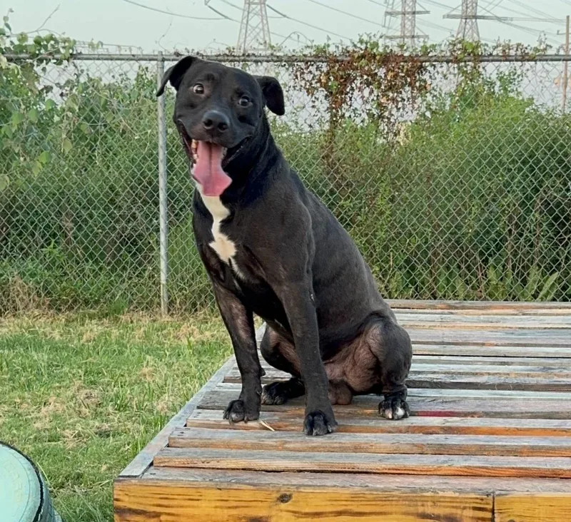 Sterling thumbnail 2