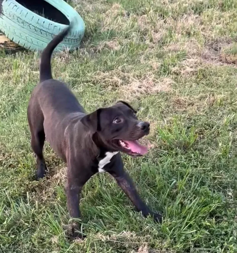 Sterling thumbnail 3