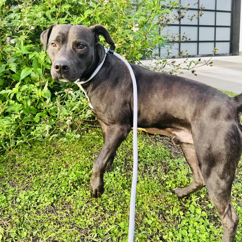 Sterling thumbnail 4