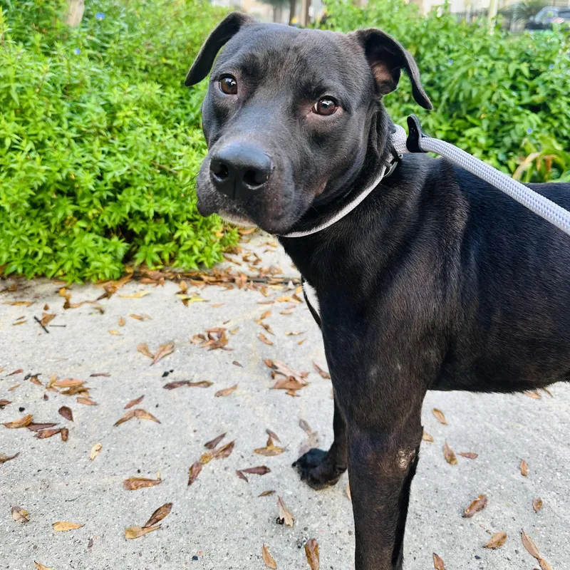 Sterling thumbnail 5