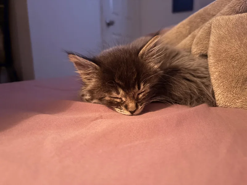 A baby medium-sized female Domestic Long Hair cat named Shimmer for adoption in Gardnerville, NV