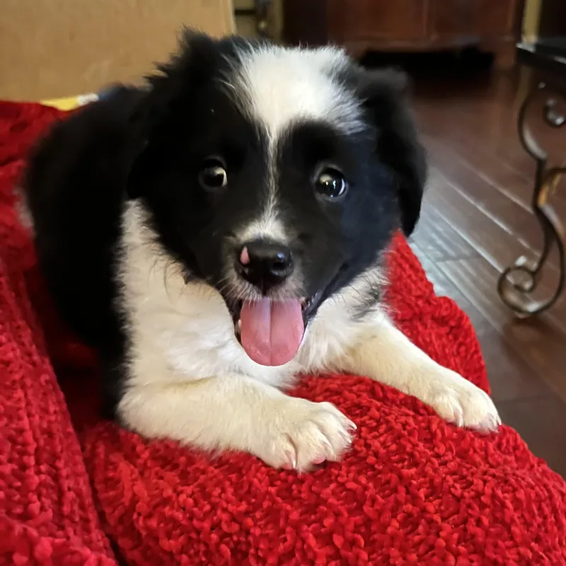 A baby medium-sized female Black Border Collie dog named Kendall for adoption in Cordova, TN