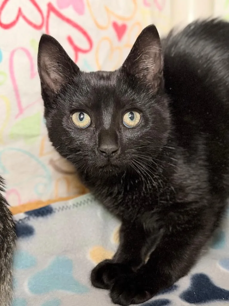 A baby medium-sized female Domestic Short Hair cat named Mars for adoption in Menomonie, WI