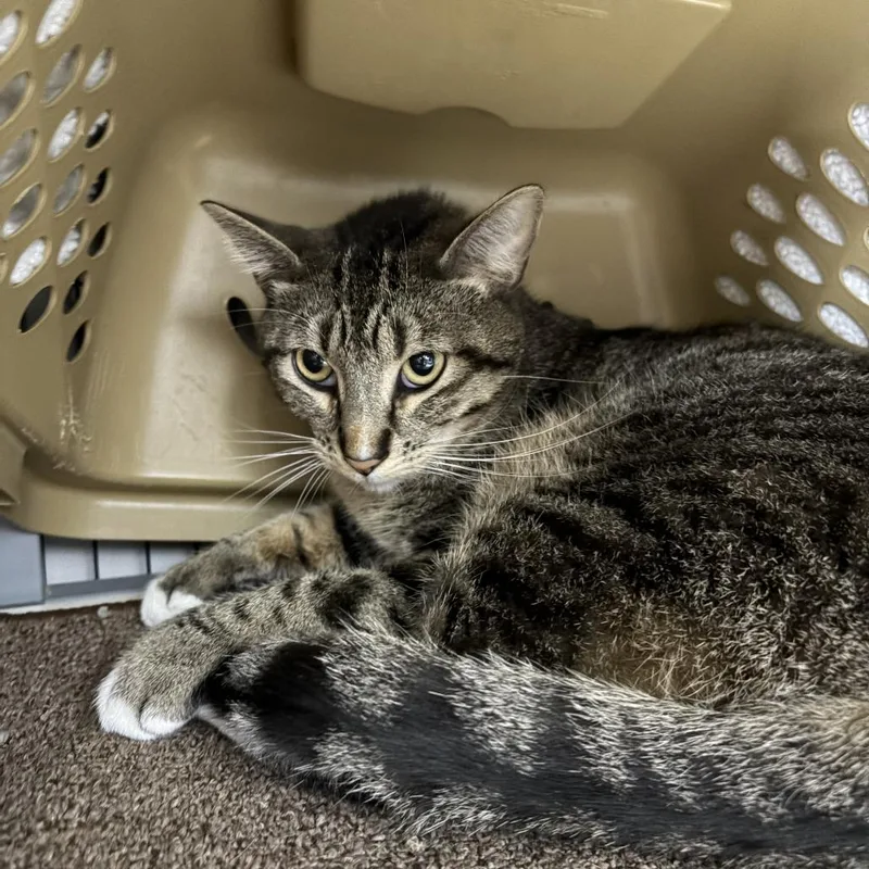 An adult large-sized male Brown / Chocolate Domestic Short Hair cat named Biscuit for adoption in Edwardsville, IL