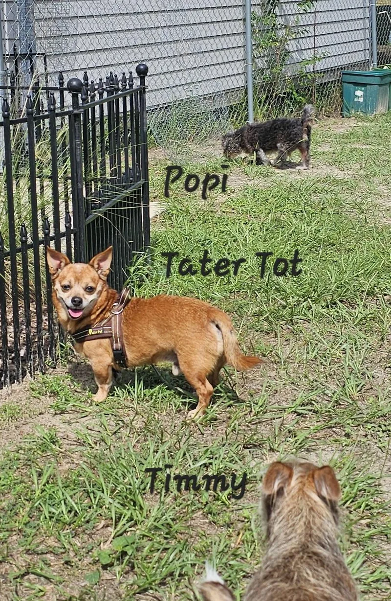 A senior small-sized male Corgi dog named Tater Tot for adoption in Weeki Wachee, FL