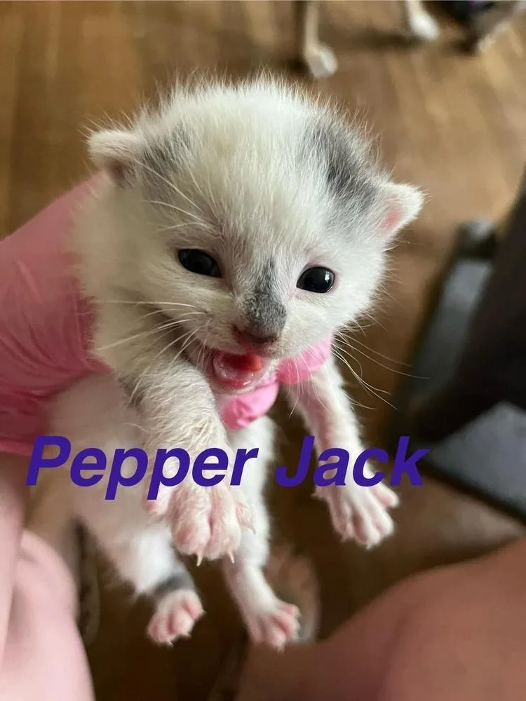 A baby small-sized male Gray & White Domestic Short Hair cat named Pepper Jack for adoption in Virginia Beach, VA