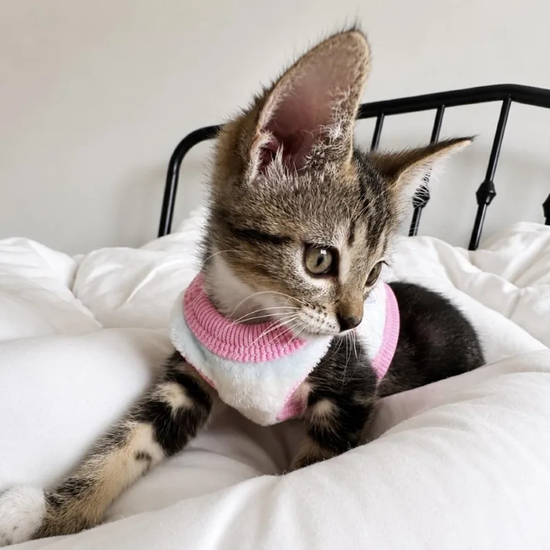 A baby small-sized female Gray / Blue / Silver Domestic Short Hair cat named Trinket for adoption in West Palm Beach, FL
